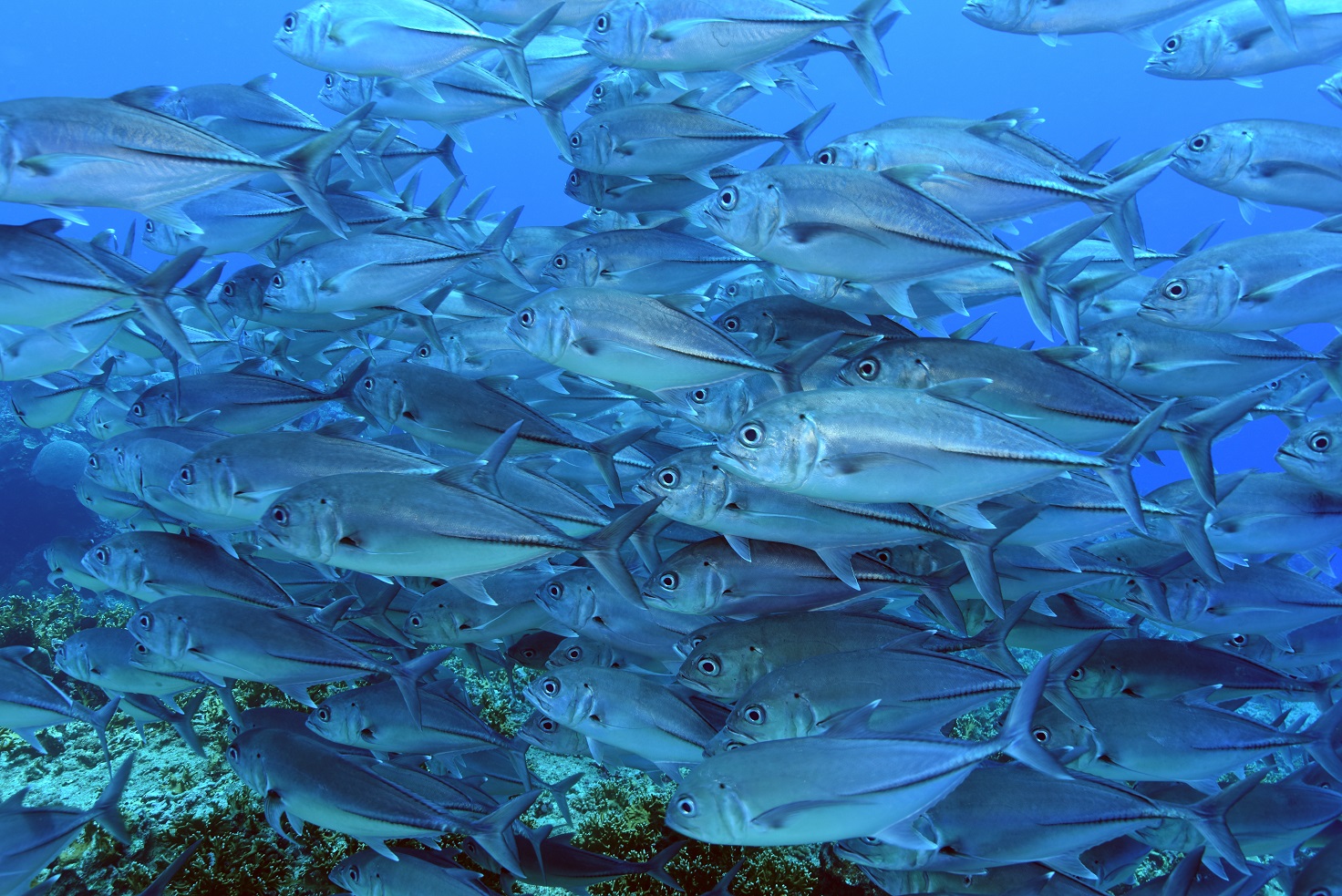 trevally